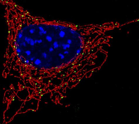 tesla car battery mitochondria